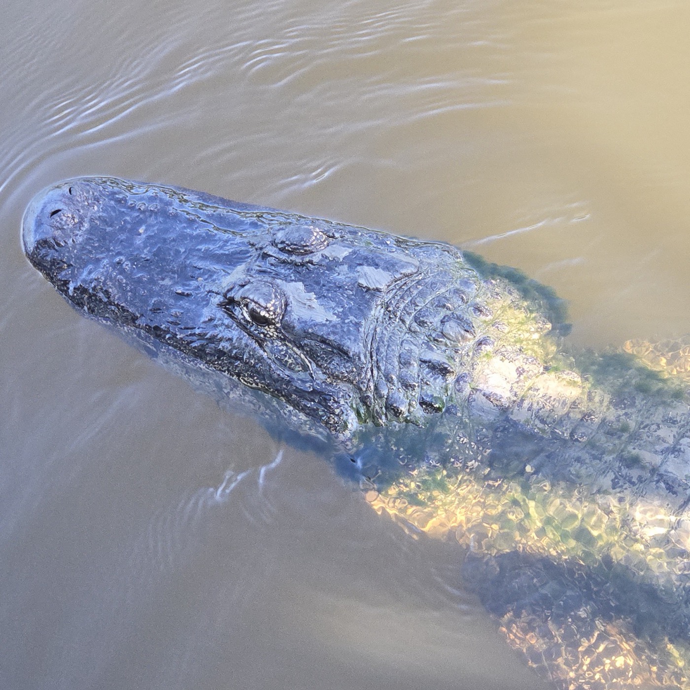 Alligator surfacing in the brown bayou water on a New Orleans swamp tour