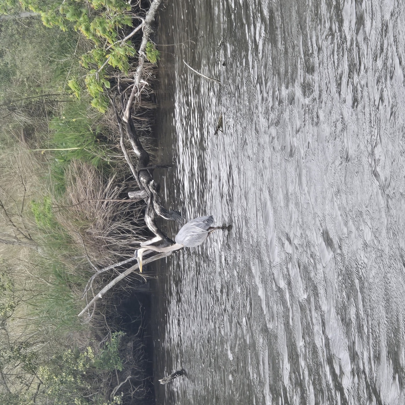 Great blue heron standing in Louisiana marsh grass
